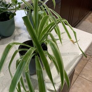 Green Indoor Spider Plant in Pot